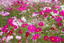 flower, plant, 꽃, 식물, 코스모스, 사진,이미지,일러스트,캘리그라피 - Nghs02237작가 크라우드픽 - 저작권 걱정 없는 상업용 이미지