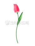 튤립, 꽃, 분홍, 핑크, 꽃한송이, 사진,이미지,일러스트,캘리그라피 - bootan작가 크라우드픽 - 저작권 걱정 없는 상업용 이미지