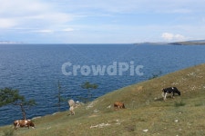 animal, 동물, cattle, 가축, mammal, 사진,이미지,일러스트,캘리그라피 - 풀타임트래블러작가 크라우드픽 - 저작권 걱정 없는 상업용 이미지