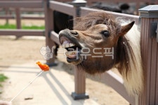 팜랜드, 말, 목장, 동물, 말목장, 사진,이미지,일러스트,캘리그라피 - youngwon작가 크라우드픽 - 저작권 걱정 없는 상업용 이미지