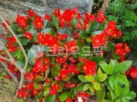 제라늄, blossom, 꽃, flower, geranium, 사진,이미지,일러스트,캘리그라피 - Nbrowr작가 크라우드픽 - 저작권 걱정 없는 상업용 이미지