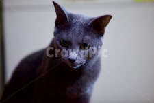 고양이, 냐옹이, 야옹이, 냐옹, 냥냥, 사진,이미지,일러스트,캘리그라피 - 픽토그래퍼작가 크라우드픽 - 저작권 걱정 없는 상업용 이미지