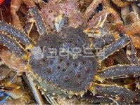 kingcrab, 왕게, food, 게, seafood, 사진,이미지,일러스트,캘리그라피 - Nyoulee0815작가 크라우드픽 - 저작권 걱정 없는 상업용 이미지