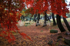 가을, autumn, 단풍, maple, 낙엽, 사진,이미지,일러스트,캘리그라피 - 고운경작가 크라우드픽 - 저작권 걱정 없는 상업용 이미지