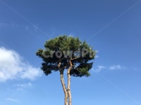 소나무, 하늘, 나무, 식물, plant, 사진,이미지,일러스트,캘리그라피 - 토당토당작가 크라우드픽 - 저작권 걱정 없는 상업용 이미지