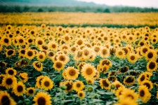 해바라기, 식물, 꽃, 자연, 여름꽃, 사진,이미지,일러스트,캘리그라피 - 지해필름작가 크라우드픽 - 저작권 걱정 없는 상업용 이미지