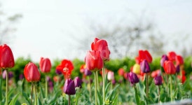 튜울립, 튤립, 한강봄꽃, 뚝섬유원지, 봄꽃, 사진,이미지,일러스트,캘리그라피 - 레드썬작가 크라우드픽 - 저작권 걱정 없는 상업용 이미지