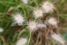 강아지풀, 풀, 씨, 꽃, 이슬, 사진,이미지,일러스트,캘리그라피 - 함께사는세상작가 크라우드픽 - 저작권 걱정 없는 상업용 이미지