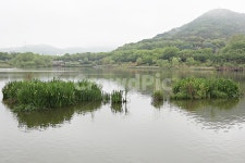 인천대공원, 호수, 식물, 자연, 풍경, 사진,이미지,일러스트,캘리그라피 - 함께사는세상작가 크라우드픽 - 저작권 걱정 없는 상업용 이미지