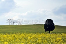 서울, 송파구, 올림픽, 올림픽기념공원, 몽촌토성, 사진,이미지,일러스트,캘리그라피 - jeongdm1작가 크라우드픽 - 저작권 걱정 없는 상업용... 