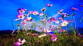 코스모스, 가을, 칼러, 배경, 꽃, 사진,이미지,일러스트,캘리그라피 - 조운작가 크라우드픽 - 저작권 걱정 없는 상업용 이미지