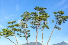 소나무, 금강송, 자연, 공원조경, 옥외, 사진,이미지,일러스트,캘리그라피 - 깜찍이 사진일기작가 크라우드픽 - 저작권 걱정 없는 상업용 이미지