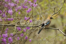어치, 텃새, 화조도, 산까치, 산새, 사진,이미지,일러스트,캘리그라피 - 순딩이작가 크라우드픽 - 저작권 걱정 없는 상업용 이미지