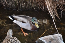 오리, 청둥오리, 새, 조류, 동물, 사진,이미지,일러스트,캘리그라피 - photoyoon작가 크라우드픽 - 저작권 걱정 없는 상업용 이미지