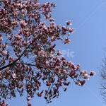 봄, 봄꽃, 벚꽃, 분홍꽃, 하늘, 사진,이미지,일러스트,캘리그라피 - 야옹솜작가 크라우드픽 - 저작권 걱정 없는 상업용 이미지