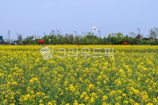 봄, 봄꽃, 유채꽃, 정원, 하늘정원, 사진,이미지,일러스트,캘리그라피 - 대송작가 크라우드픽 - 저작권 걱정 없는 상업용 이미지