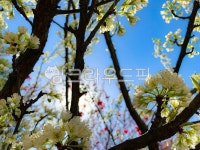 꽃, 봄, 하늘, 나무, 하얀벚꽃, 사진,이미지,일러스트,캘리그라피 - 츠리작가 크라우드픽 - 저작권 걱정 없는 상업용 이미지