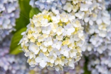 제주, 안덕면사무소, 꽃, 수국, 수국축제, 사진,이미지,일러스트,캘리그라피 - Lupin작가 크라우드픽 - 저작권 걱정 없는 상업용 이미지