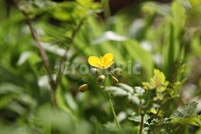 꽃, 봄꽃, 꽃잎, 잎, 봄, 사진,이미지,일러스트,캘리그라피 - 함께사는세상작가 크라우드픽 - 저작권 걱정 없는 상업용 이미지