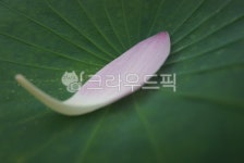leaf, 잎, plant, 식물, lotus, 사진,이미지,일러스트,캘리그라피 - dkal92작가 크라우드픽 - 저작권 걱정 없는 상업용 이미지
