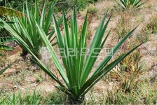 꽃, 화초, 나무, 봄, 배경, 사진,이미지,일러스트,캘리그라피 - raji83작가 크라우드픽 - 저작권 걱정 없는 상업용 이미지