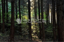 편백, 편백나무, 편백숲, 가을, 빛, 사진,이미지,일러스트,캘리그라피 - Ncubible작가 크라우드픽 - 저작권 걱정 없는 상업용 이미지