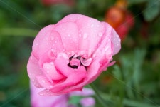 분홍꽃, 이슬, 아침이슬, 휴식, 꽃잎, 사진,이미지,일러스트,캘리그라피 - Nstup01작가 크라우드픽 - 저작권 걱정 없는 상업용 이미지