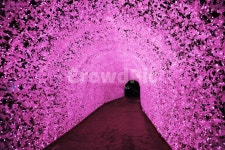 꽃길, led, pink, 분홍, 길, 사진,이미지,일러스트,캘리그라피 - Loohin작가 크라우드픽 - 저작권 걱정 없는 상업용 이미지