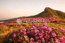 nature, 자연, 황매산, 합천, 철쭉, 사진,이미지,일러스트,캘리그라피 - Solner작가 크라우드픽 - 저작권 걱정 없는 상업용 이미지