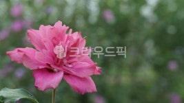 무궁화, 나라꽃, 여름, 나무, 숲, 사진,이미지,일러스트,캘리그라피 - 써니포토작가 크라우드픽 - 저작권 걱정 없는 상업용 이미지