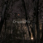 소나무, 나무, 달, 붉은달, 숲속풍경, 사진,이미지,일러스트,캘리그라피 - Njw01011작가 크라우드픽 - 저작권 걱정 없는 상업용 이미지