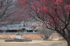 한옥, 한국, 홍매화, 기와집, 한옥마을, 사진,이미지,일러스트,캘리그라피 - namheekim작가 크라우드픽 - 저작권 걱정 없는 상업용 이미지