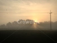 안개, 초원, 아침, 출근길, 목장, 사진,이미지,일러스트,캘리그라피 - 상민3733작가 크라우드픽 - 저작권 걱정 없는 상업용 이미지