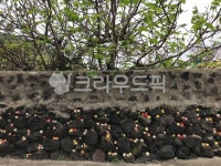 제주도, 제주, 비양도, 담벼락, 나무, 사진,이미지,일러스트,캘리그라피 - boo♥작가 크라우드픽 - 저작권 걱정 없는 상업용 이미지