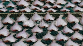 가자미, 가재미, 납새미, 건가자미, 건가재미, 사진,이미지,일러스트,캘리그라피 - BUSAN OPPA작가 크라우드픽 - 저작권 걱정 없는 상업용 이미지