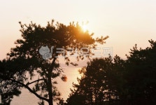 소나무, 노을, nature, 자연, outdoors, 사진,이미지,일러스트,캘리그라피 - Nyejintop작가 크라우드픽 - 저작권 걱정 없는 상업용 이미지