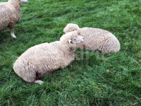 대관령, 양떼, 목장, 양, 동물, 사진,이미지,일러스트,캘리그라피 - soram작가 크라우드픽 - 저작권 걱정 없는 상업용 이미지