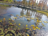연꽃, 자연, 연못, 물, 공원, 사진,이미지,일러스트,캘리그라피 - 앵난이작가 크라우드픽 - 저작권 걱정 없는 상업용 이미지