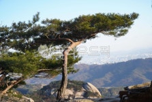 pine, bukhansanmountain, cool, 북한산, 소나무, 사진,이미지,일러스트,캘리그라피 - 웅장작가 크라우드픽 - 저작권 걱정 없는 상업용... 