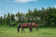 제주, 제주도, 목장, 토종말, 제주토종말, 사진,이미지,일러스트,캘리그라피 - gpwlsl302작가 크라우드픽 - 저작권 걱정 없는 상업용 이미지