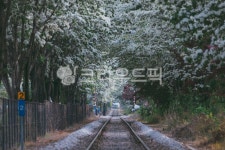 이팝나무, 철길, 철도, 기차길, 전주, 사진,이미지,일러스트,캘리그라피 - reminisce작가 크라우드픽 - 저작권 걱정 없는 상업용 이미지