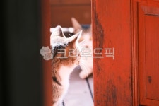 고양이, cat, 반려동물, 냥이, 애완동물, 사진,이미지,일러스트,캘리그라피 - 돌하르냥작가 크라우드픽 - 저작권 걱정 없는 상업용 이미지