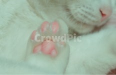 야옹이, 고양이, cat, 발바닥, paw, 사진,이미지,일러스트,캘리그라피 - 도막사라무작가 크라우드픽 - 저작권 걱정 없는 상업용 이미지
