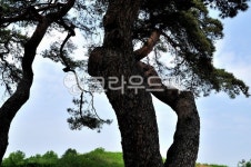 나무, 소나무, 고목, tree, 수목, 사진,이미지,일러스트,캘리그라피 - Nbug5608작가 크라우드픽 - 저작권 걱정 없는 상업용 이미지