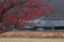 한옥, 한국, 홍매화, 기와집, 한옥마을, 사진,이미지,일러스트,캘리그라피 - namheekim작가 크라우드픽 - 저작권 걱정 없는 상업용 이미지