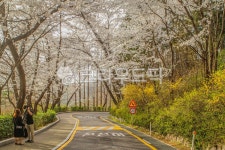 남산, 산책, 산책로, 서울, 산, 사진,이미지,일러스트,캘리그라피 - imlover작가 크라우드픽 - 저작권 걱정 없는 상업용 이미지