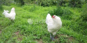 닭, 화이트아메라우카나, 닭방목, 닭농장, 아메라우카나, 사진,이미지,일러스트,캘리그라피 - 석과불식작가 크라우드픽 - 저작권 걱정 없는 상업용... 