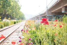 양귀비, 꽃, 철길, 고잔역, 양귀비축제, 사진,이미지,일러스트,캘리그라피 - 어바웃타임포토그라피작가 크라우드픽 - 저작권 걱정 없는 상업용 이미지