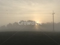 안개, 초원, 아침, 출근길, 목장, 사진,이미지,일러스트,캘리그라피 - 상민3733작가 크라우드픽 - 저작권 걱정 없는 상업용 이미지