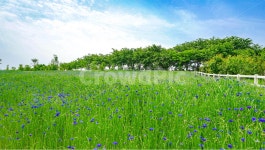 수레국화, 목장, 초여름, 풍경, 꽃, 사진,이미지,일러스트,캘리그라피 - miyou작가 크라우드픽 - 저작권 걱정 없는 상업용 이미지